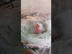 Elevage canaris 2020 (jeunes, naissance, volière )