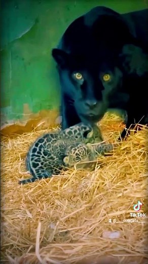Rare Hybrid! A Puma Mom Raising Cheetah Cubs—Nature’s Miracle!