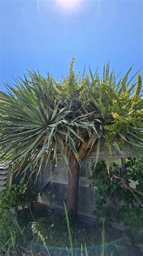 Dracaena draco. Also known as dragon tree. This tree-form succulent is mostly native to the Canary Islands. It produces a red resin that resembles blood when exposed to air. | UC Davis Botanical Conservatory