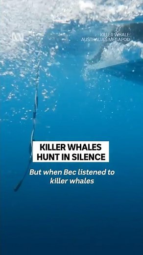 Killer whales use stealth mode to hunt ☠️ #KillerWhaleABC #Orca #Nature #Science #Shorts