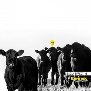 Get parasite control that pays in pounds. . . . EPRINEX® (eprinomectin) IMPORTANT SAFETY INFORMATION: No meat or milk withdrawal is required when used according to label. Do not use in calves intended for veal or unapproved animal species, as severe adverse reactions, including fatalities in dogs, may result. | Boehringer Ingelheim Cattle Health