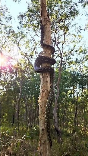 Watch This Massive Python Climb a Tree 😍