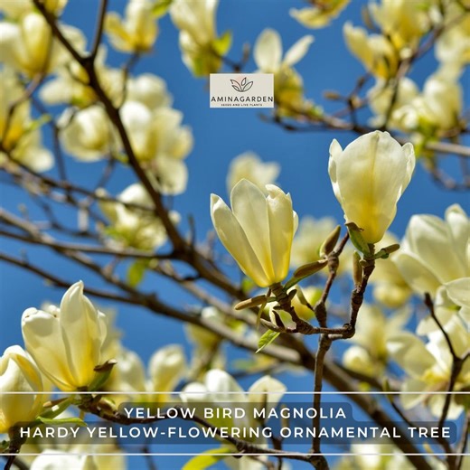 Yellow Bird Magnolia – 1 Gallon Pot, Hardy Yellow-flowering Ornamental Tree - Etsy