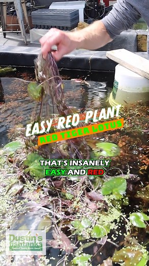 Check out this EASY RED PLANT, Red Tiger Lotus! Grab yourself this awesome plant while we have them in stock! Shop Now! These are in a basin with Tilapia and the tilapia eat the duckweed, cleaning the plants. TANK ON! 👇 https://dustinsfishtanks.com/products/red-tiger-lotus Follow us: Dustin's Fishtanks #redtigerlotus #plant #aquarium #fishtank #tilapia | Dustin's Fishtanks
