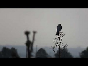 Merlin Falcon in the rain / Falco columbarius