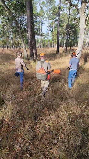 Quail hunting with dogs near Savannah Georgia.