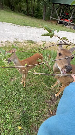5.4K views · 783 reactions | Baby Graham let me hold down the apple tree limbs for him Buttons ate these almost everyday when she was pregnant with him so of course he would love them too歷歷 #trails #hiking #Cats #Dogs #HikingWithCats #ASMR #Animals #GoldenRetrievers #HikingWithDogs #deer #Nature | Brown Hiking Trails | Facebook