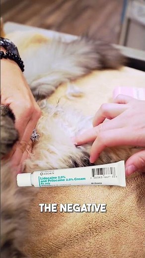 How to draw blood from a cat (back leg) in less than 1 minute! #veterinarymedicine