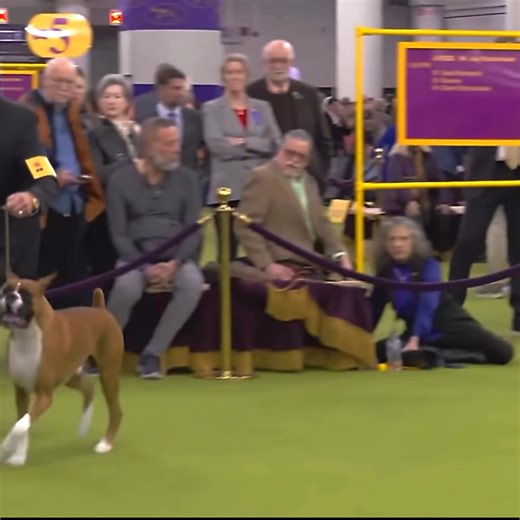 1.7M views · 18K reactions | Beautiful boxer dog in show #boxerdog | 7Dogs | Facebook
