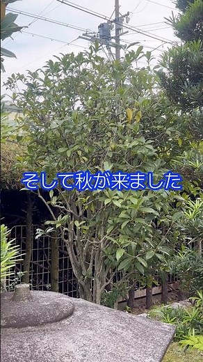 春に剪定しても秋に香るキンモクセイ#金木犀
