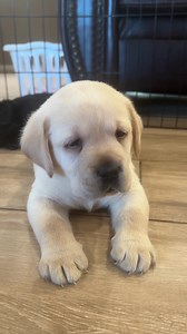 153K views · 9.5K reactions | Life With Labradors on Reels | Facebook