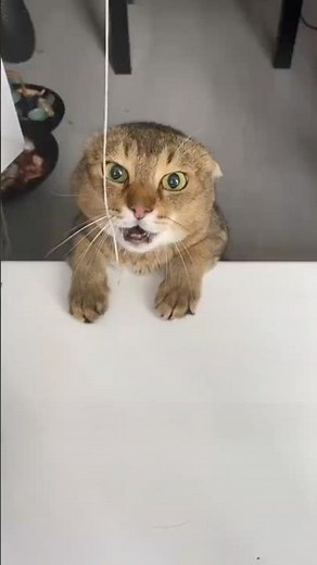 Talk to your cat with CAT TRANSLATOR - Human to Pet. AppStore & Play Market.