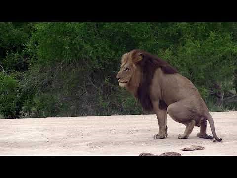 Lion pooping | Big dark-mane Lion pooping on the road.