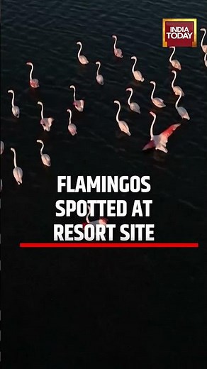 Drone Footage Shows Flamingos at Site of Proposed Luxury Resort Linked to Kushner #viralvideo