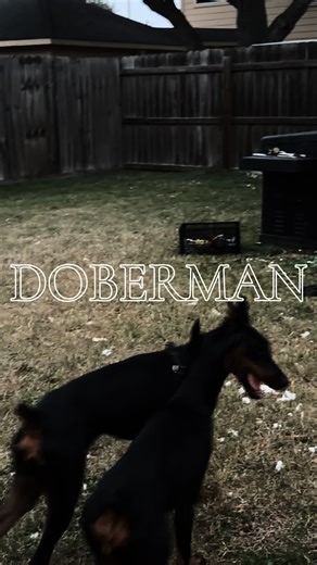 Understanding Doberman Pinschers: Care and Training