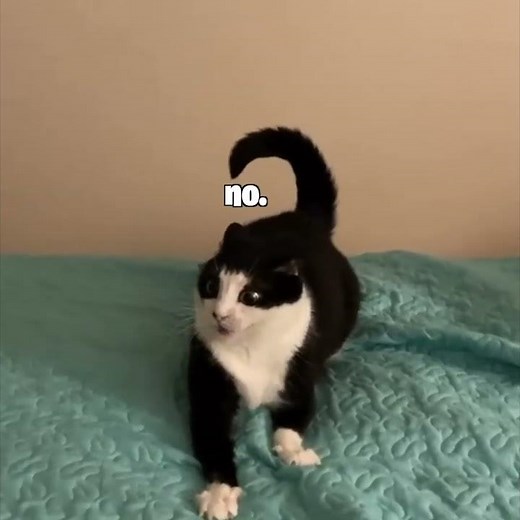 SLAM Poetry Cat #cat #funny #viral