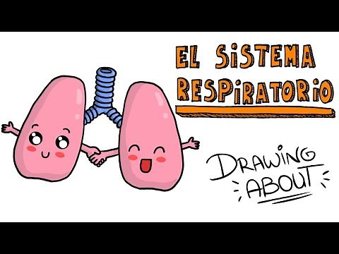 The Respiratory System | Drawing About with @GlóbuloAzul
