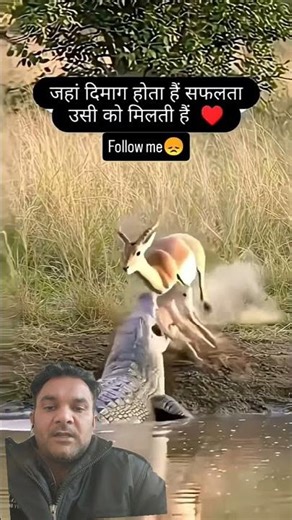 mother impala save her calf