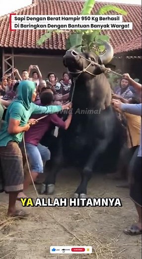 😱SAPI DENGAN BERAT 950Kg BERHASIL DIBARINGKAN BANYAK WARGA! #sapi #sapijumbo #cow #kurban #animals