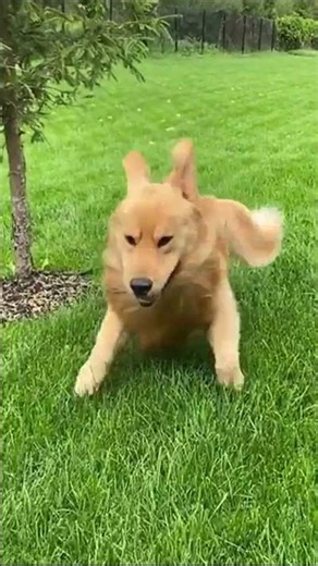 Activate Derp Mode! | I FIND VIDEOS