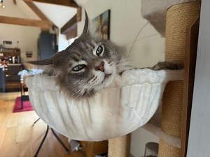 Maine Coon Size & Growth Guide: Height, Weight, Length & Development Stages