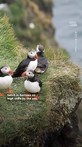 45K views · 60 reactions | You might’ve seen videos of people throwing baby puffins off cliffs, but don’t be alarmed — here’s how the practice is actually helping save a species in decline #WatchThis | NowThis Earth | Facebook