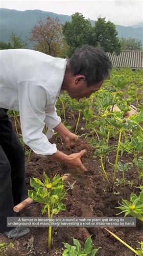 Hand Harvesting an Underground Root Crop