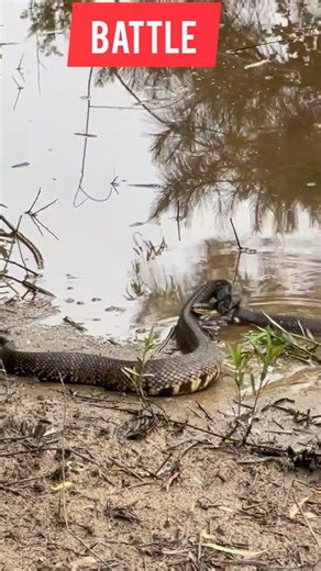 106K views · 299 reactions | Very Aggressive Cobra Snake battle#reelsvideo #reelsfb #nature #wildlife #shorts #trendingreels #trend #virals | Mobarak Snake Saver | Facebook