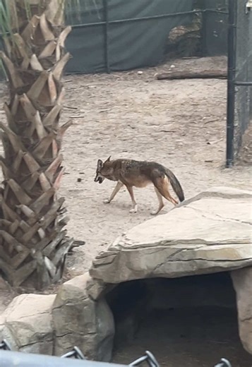 American Red Wolf Experience at Zoo Tampa