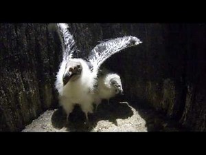 Turkey Vulture Chicks Hiss and Hiss