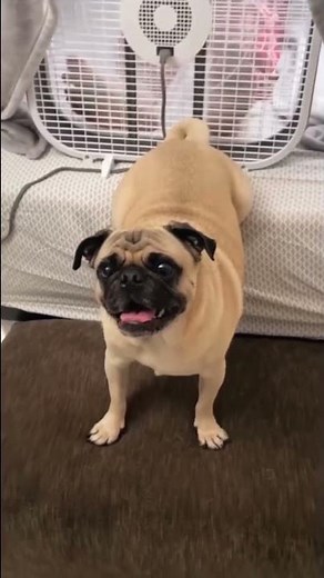 Dog Farts into Fan Prank 🐕💨🤮