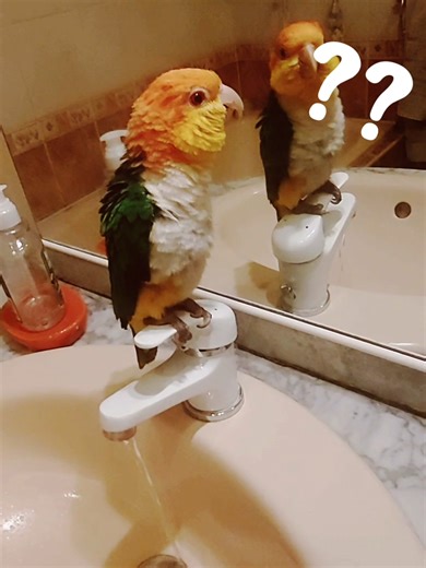 Filiz Sharli Felix Charlotte Félix Charlotte Félix le Charlot, perroquet parlant, chat orphelin, animaux drôles et mignons ComicFélix le Charlot, perroquet parlant, chat orphelin, animaux drôles et mignons