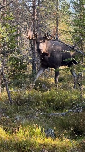 Mikaela on Instagram: "Ibland får man se upp när man smyger in på ståndskallet🥳 Nu hoppas vi bara matte blir frisk, gryms tass läker ihop & Saiko skäller ståndskall på denna oxe nästa måndag så skulle allt va tipptopp👏🏼😂"