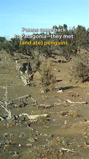 National Geographic on Instagram: "When pumas returned to Patagonia, they were greeted by new residents: Magellanic penguins. With more than 40,000 penguin breeding pairs crowding a stretch of coast, scientists report that the cats now hunt this abundant new prey much more than expected—reshaping how they move, eat, and even tolerate one another. This dynamic challenges our assumptions about what happens when large predators return to an ecosystem. Learn more about the new food web taking place 