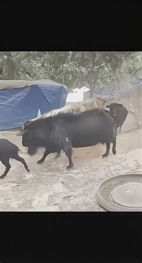 Goats Only Real View. #reels #goat #beautifullgoats #animals #shortvideo #farming
