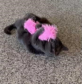 Meet Annabelle a Russian Blue currently available for adoption! 1/26/2026 4:21:33 PM