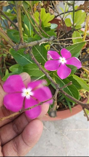 pollination of plant ☘️ and flower #garden #plants #flowers
