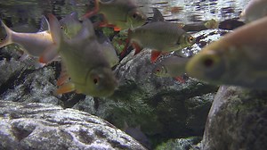 Redfin Tinfoil Barbs swimming in fresh water between rocks  - Free Stock Video
