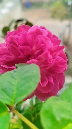 ma intlo puchina puvvulu #komashankarsweetworld