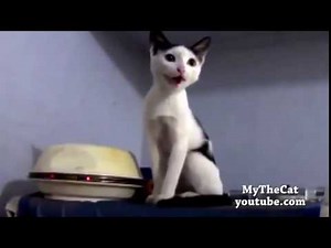 Happy birthday meow song (out of tune)
