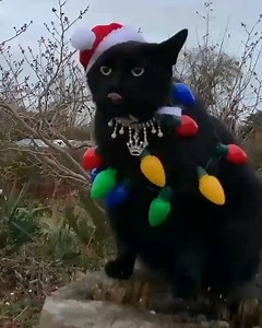 Merry Christmas | Black Cats