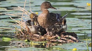 A female mallard with its ducklings stands on the nest in the water, rests, and cleans its feathers toward the camera lens on a sunny summer day.