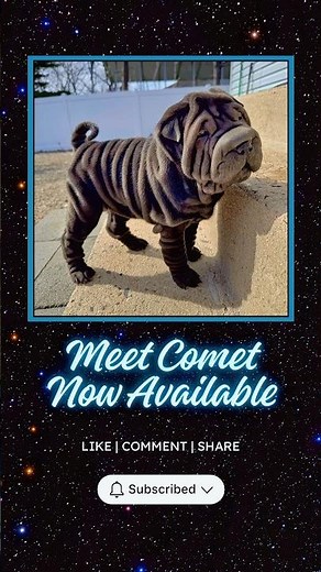Comet the Shooting Star of Snuggles 💫 | Black Sable Shar Pei Puppy from COSMC PEI 🐾