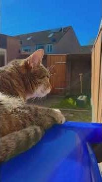 Chillin on the bin