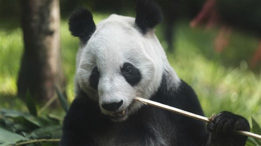 Mexican zookeeper reflects on caring for Latin America's last panda