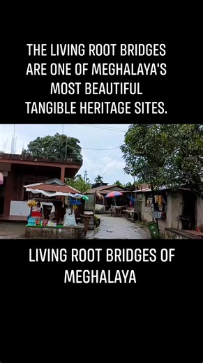 Living Root Bridges of Meghalaya |India | Travel -2023 #living #roots #bridges #meghalaya #fbshorts #fbreels #travel #india Samir | স্বাধীন বাংলা টিভি