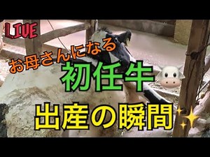 動物 出産【初任牛 早産】🐄破水から出産開始‼️生中継ライブ｜堺市酪農組合