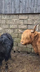 Why do we typically remove the horns from cattle? Well, here is a prime example. They aren't afraid to use them. We had these in a pen ready for a bolus (basically a long lasting pill that gives them all the vitamins and minerals needed) before going out into the fields for spring #cow #farm #Highlands #farming #horns #dehorning #cattle #animals | Lancashire Lamb Boxes