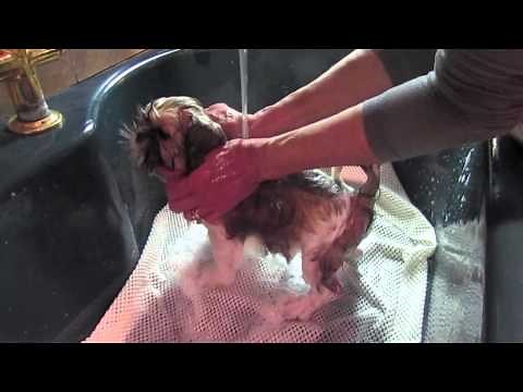 Puppy Bath: A Tutorial