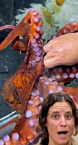 132K views · 3.9K reactions | Did you know that Octopus arms all each have their own brain that allows them to work independently from each other勞 What a cool and amazing animal朗 . . . #big #fish #octopus #smart #giant #animal #water #feed #feeding #mouth #wow #wildlife #fbpost #animals #ocean #life #fun #wild #AmaZing #video #moment #facebook #fb #post #cool #experience #fins #cool #awesome #time #brain #smart | The Reptile Zoo | Facebook